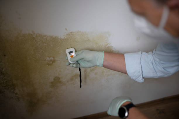Best Toxic Mold Removal  in Earlham, IA