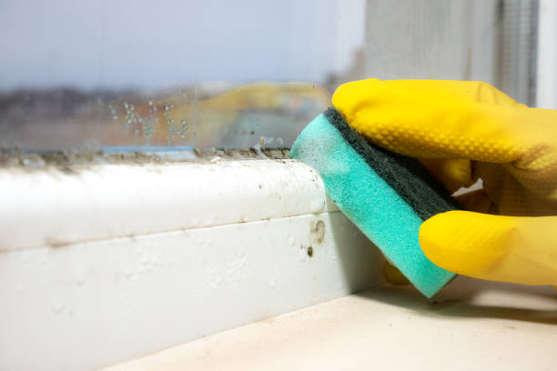 Best Mold Damage Repair  in Earlham, IA