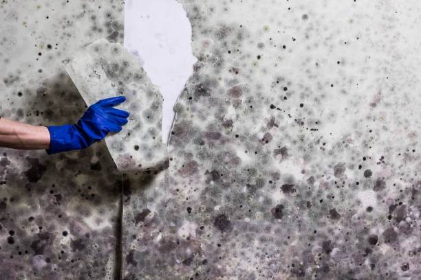 Best Mold Damage Repair  in Earlham, IA