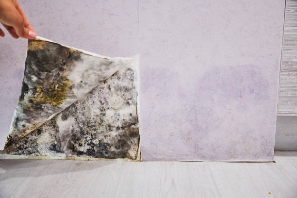 Best Water Damage Restoration  in Earlham, IA